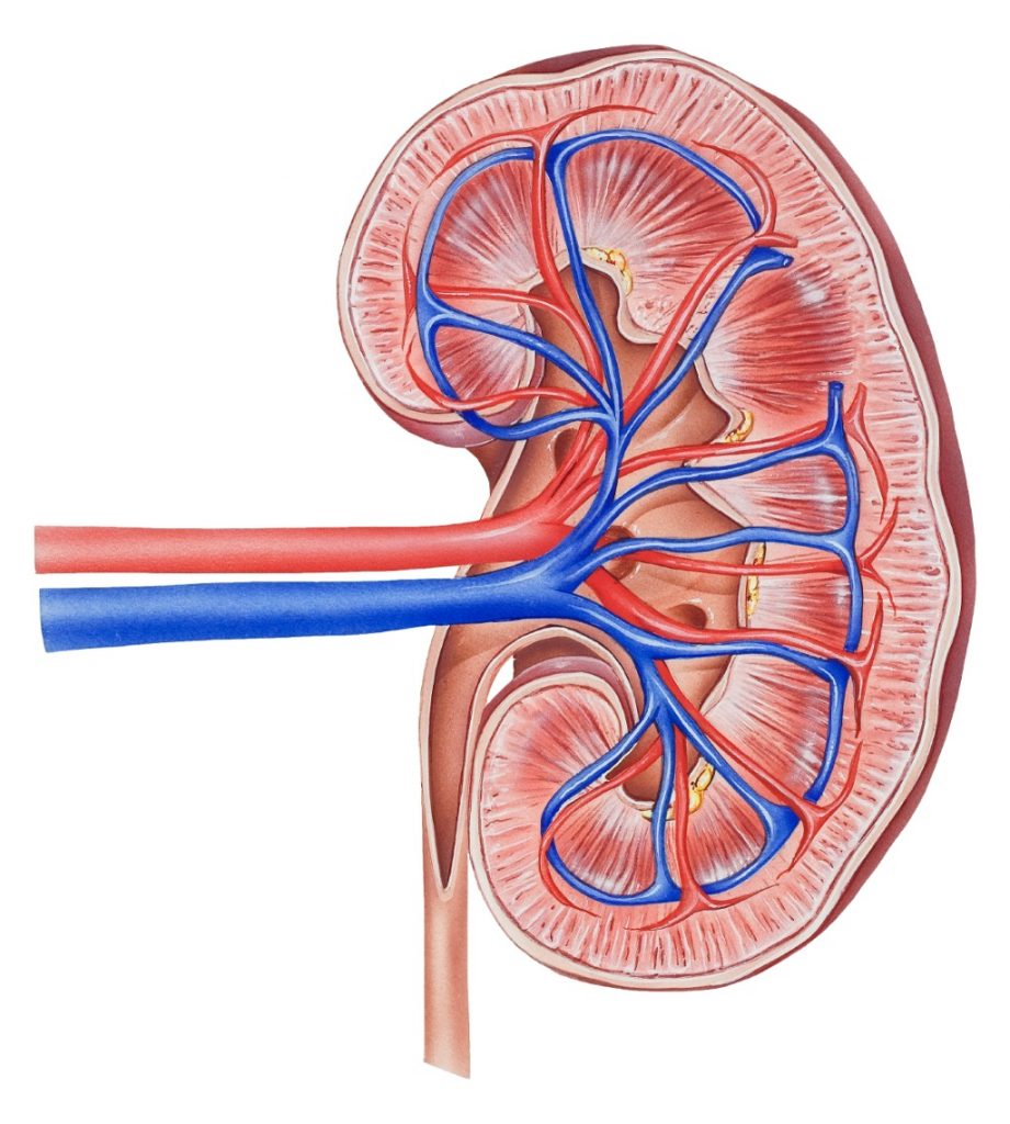 أولًا الكلية (Kidneys) الجهاز البولي (Urinary Tract)