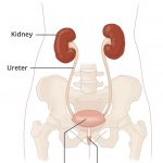 الجهاز البولي (Urinary Tract)