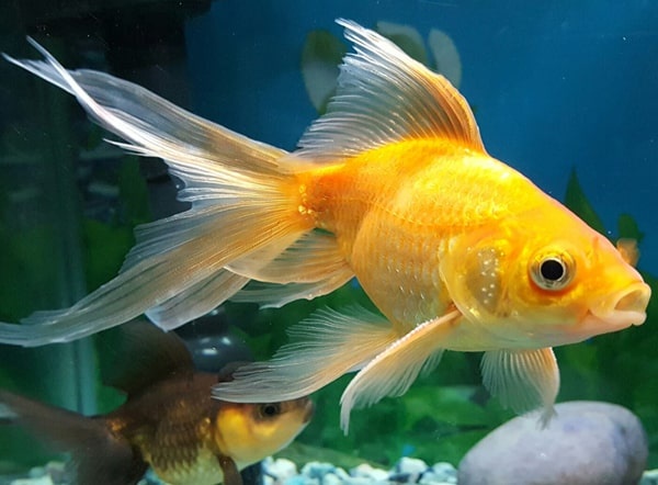 السمكة الذهبية