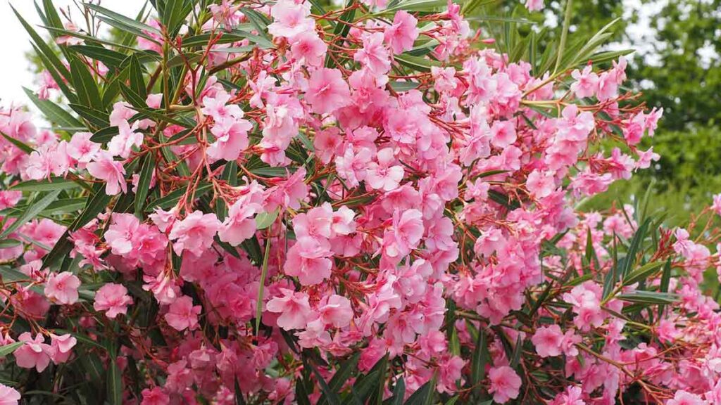 فوائد شجرة الدفلة (oleander tree) العلاجية