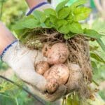 زراعة البطاطا بدون تربة