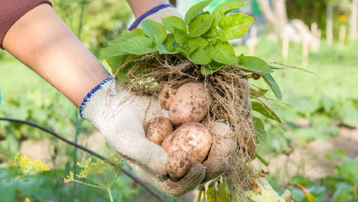 زراعة البطاطا بدون تربة بأهم التقنيات والوسائل الحديثة