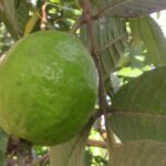 فوائد ورق الجوافة