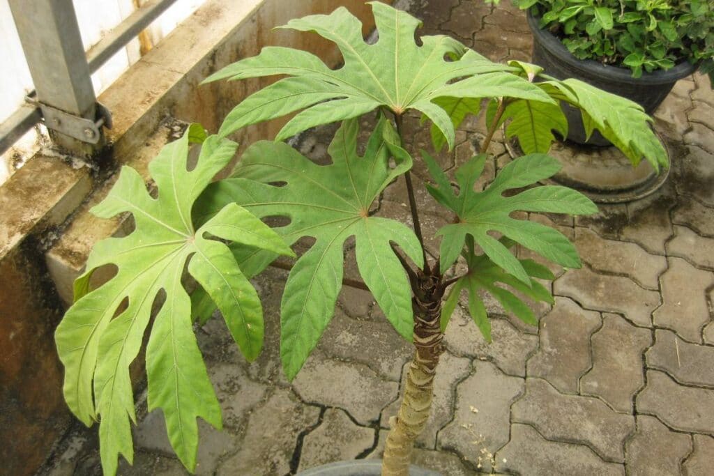 palmate leaves