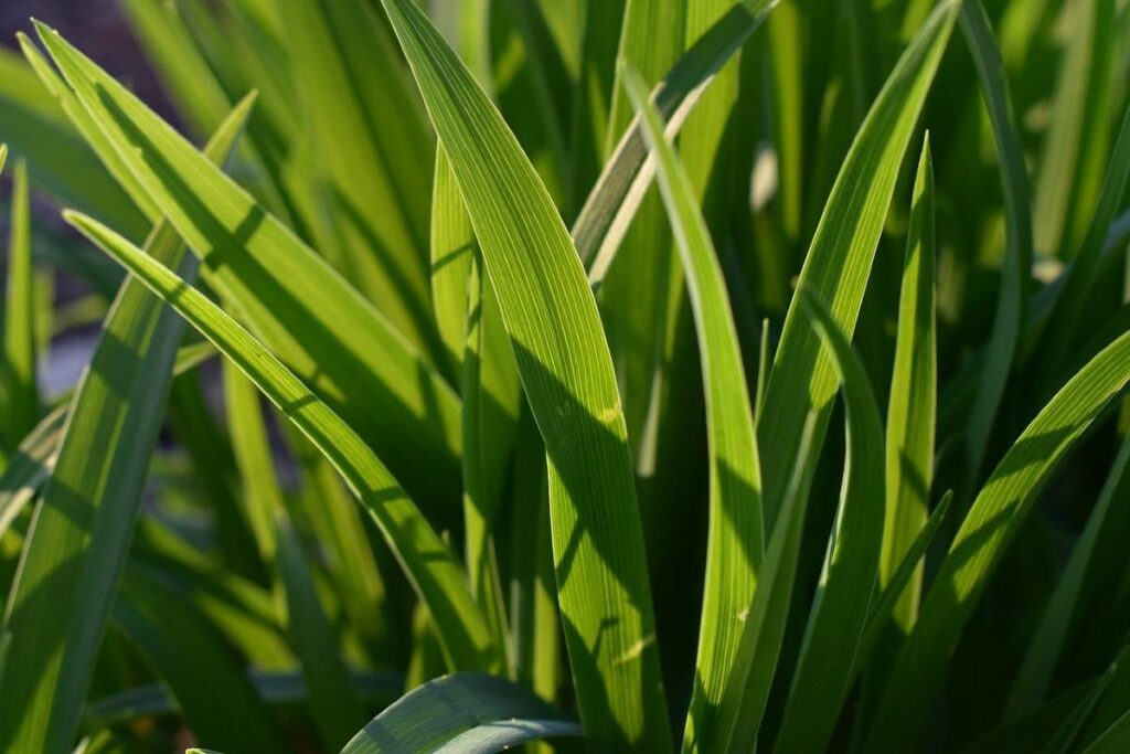 Filiform leaves in blades of grass