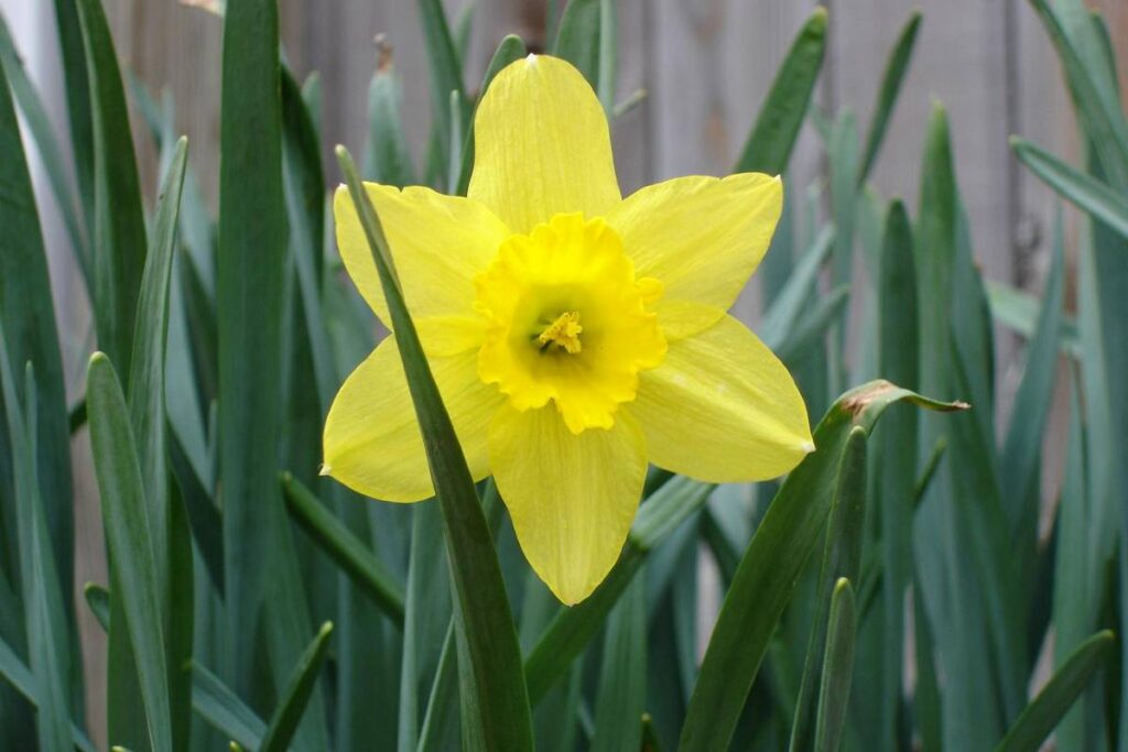 spear leaves in daffodil