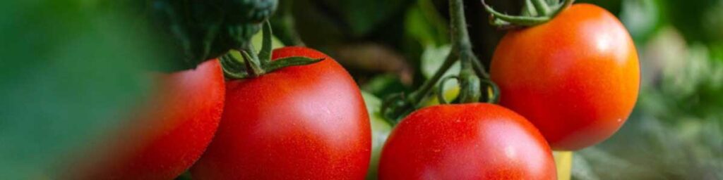 12 – الطماطم Tomato