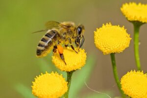 علاج لقرصة النحل