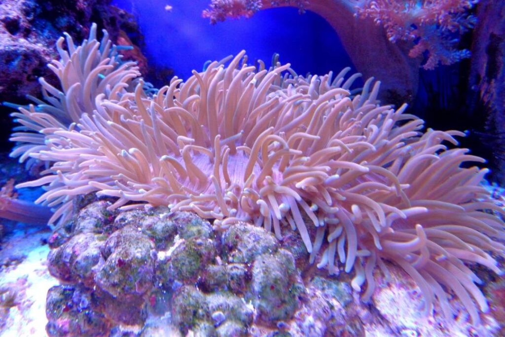 من الحيوانات البيوضة الشعب المرجانية