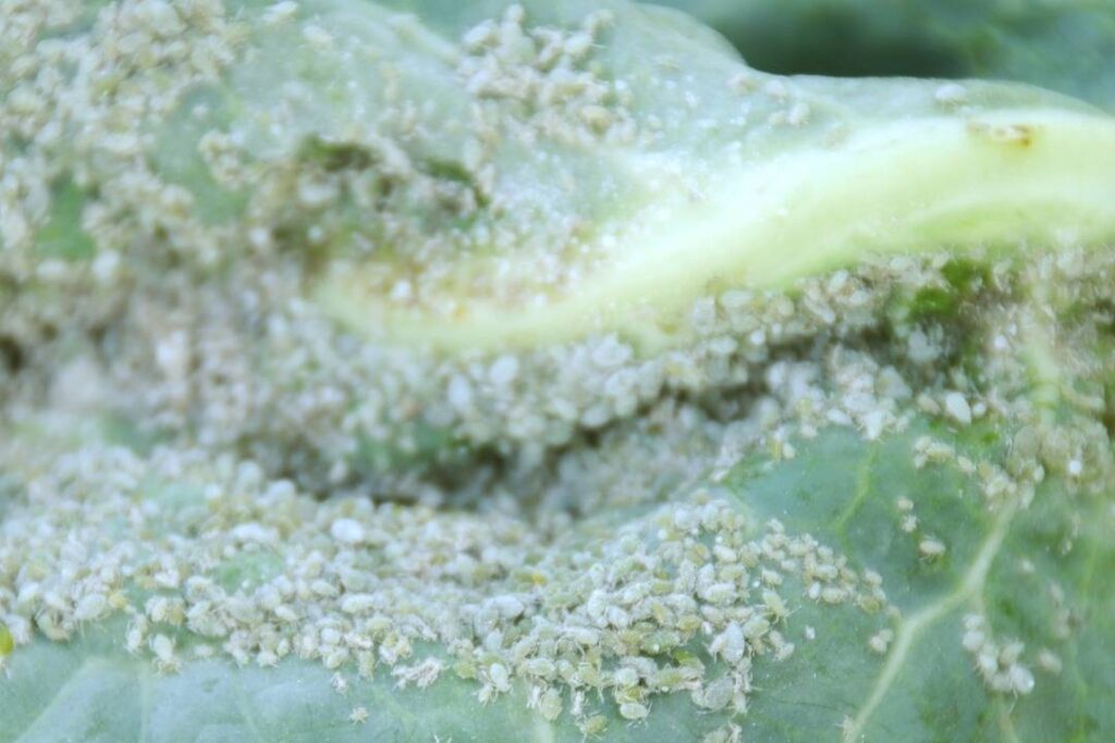 The cabbage aphid comes from egg animals.