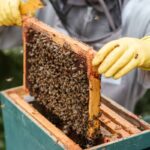 فوائد قرص النحل