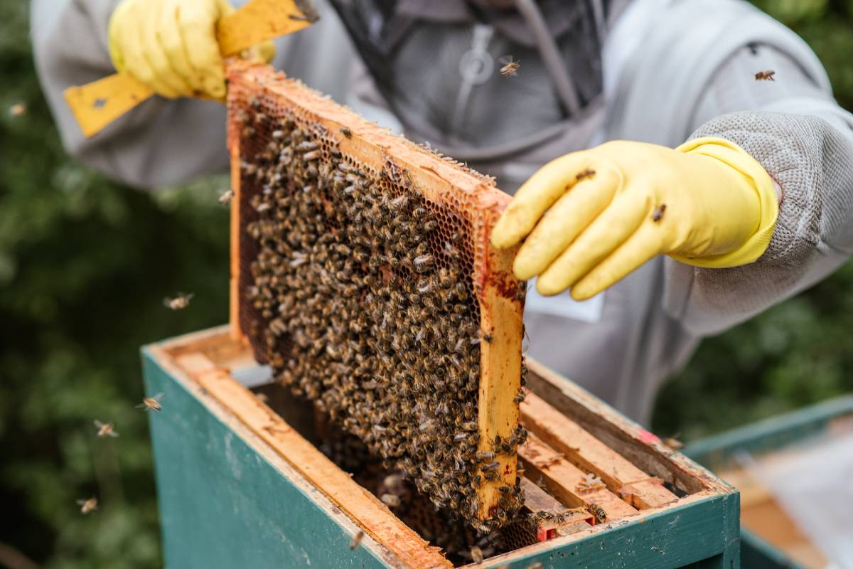 ما هي فوائد قرص النحل؟ وهل فعلًا هو مناسب لجميع الناس؟