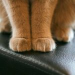 حركة العجن عند القطط – هل تحاول قطتك تحويلك إلى بسكويت لذيذ؟
