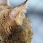 دليل تنظيف أذن القطط – 5 خطوات وملاحظات مهمة