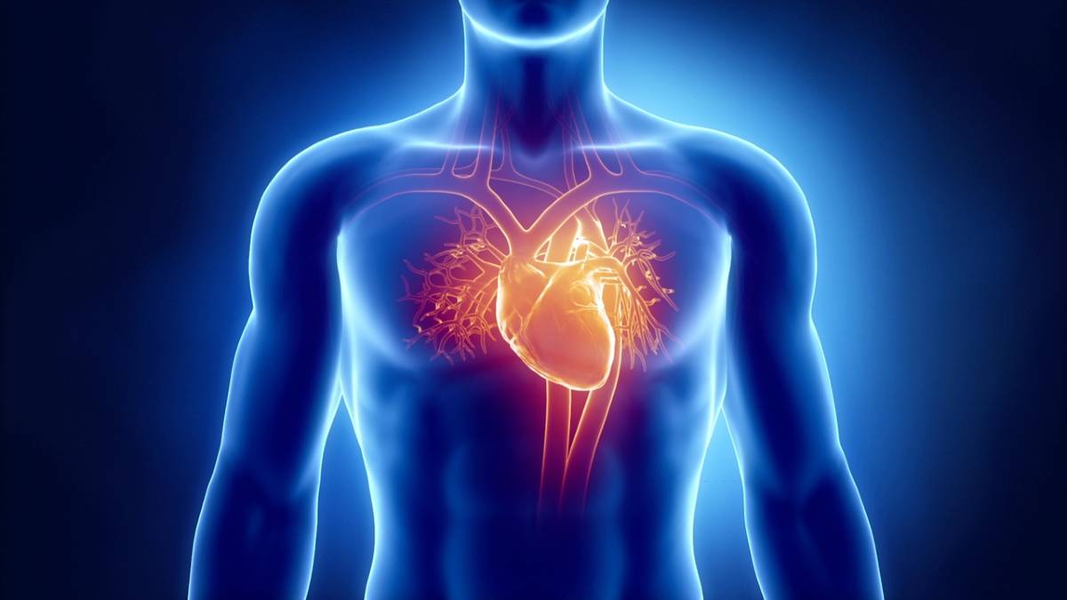 القلب والأوعية الدموية