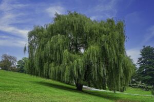 معلومات عن شجرة الصفصاف وأنواعها والكثير من الفوائد المذهلة