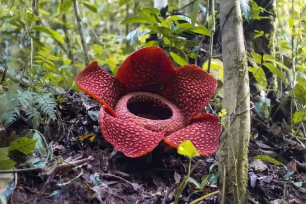 Is Rafflesia Endangered?