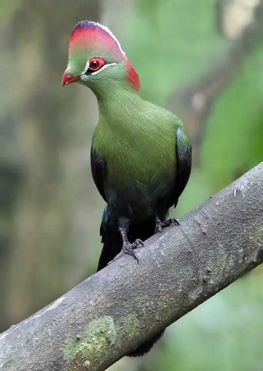 طائر توراكو أحمر وأخضر
