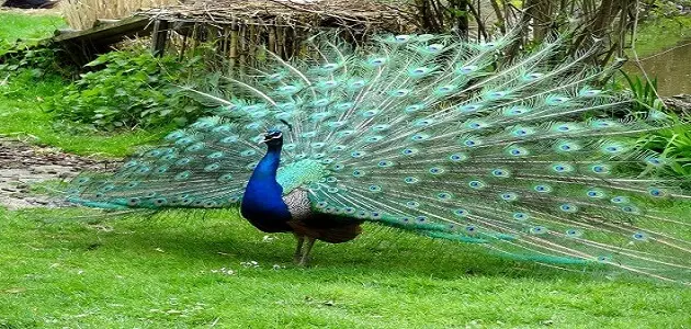 طاووس فارد ذيله
