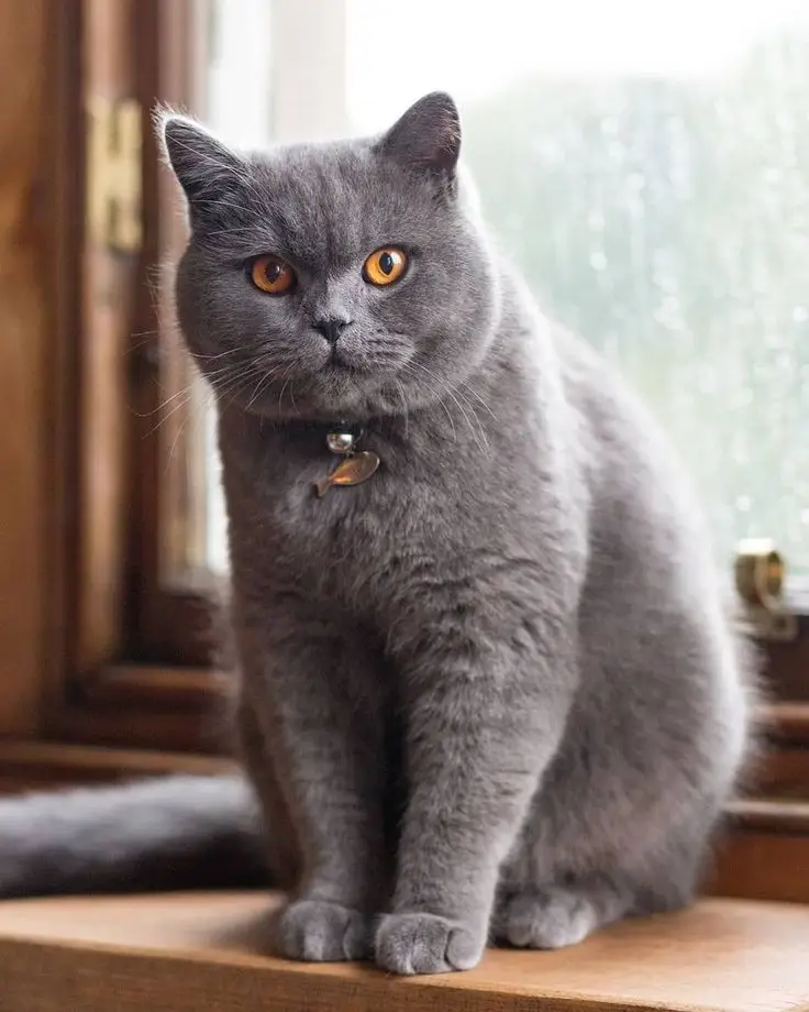 جوهرة يجتمع هوبرت هدسون  أنواع القطط ... سلالات متنوعة لحيوان أليف » مجلتك - magltk.com