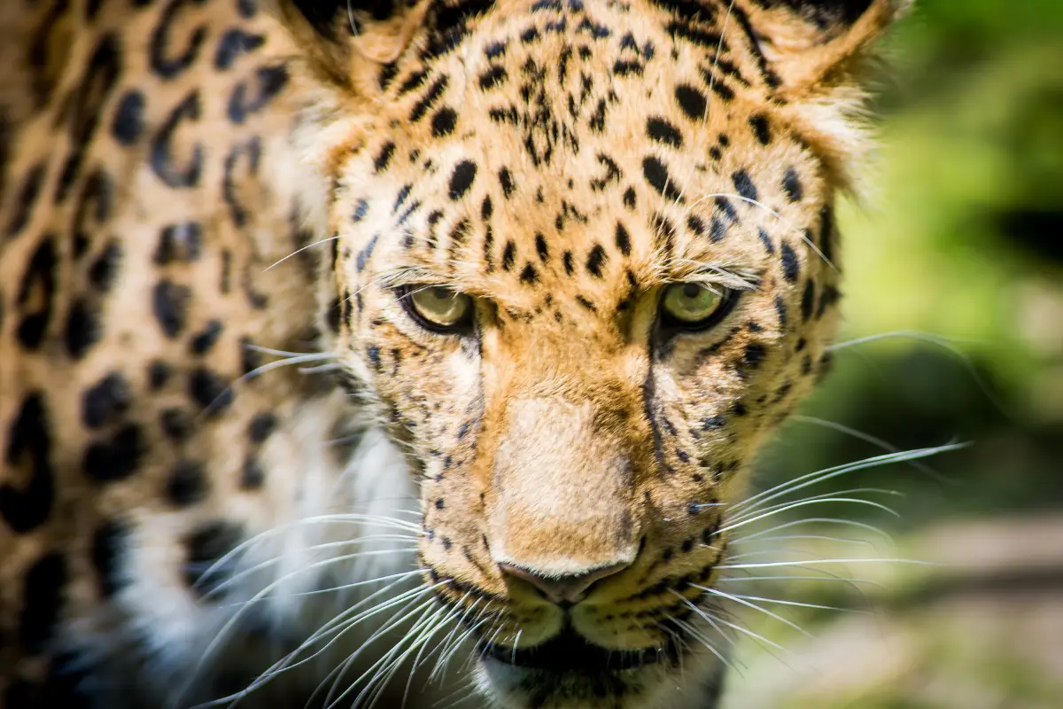 أندر الحيوانات في العالم … 10 حيوانات مهددة بالإنقراض