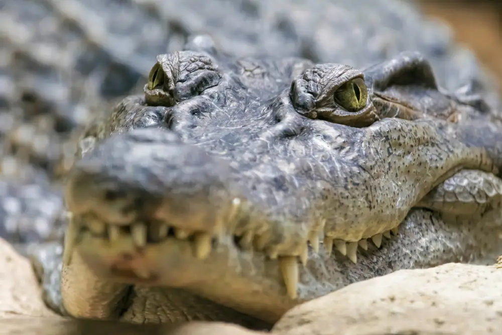 Crocodiles in the Philippines
