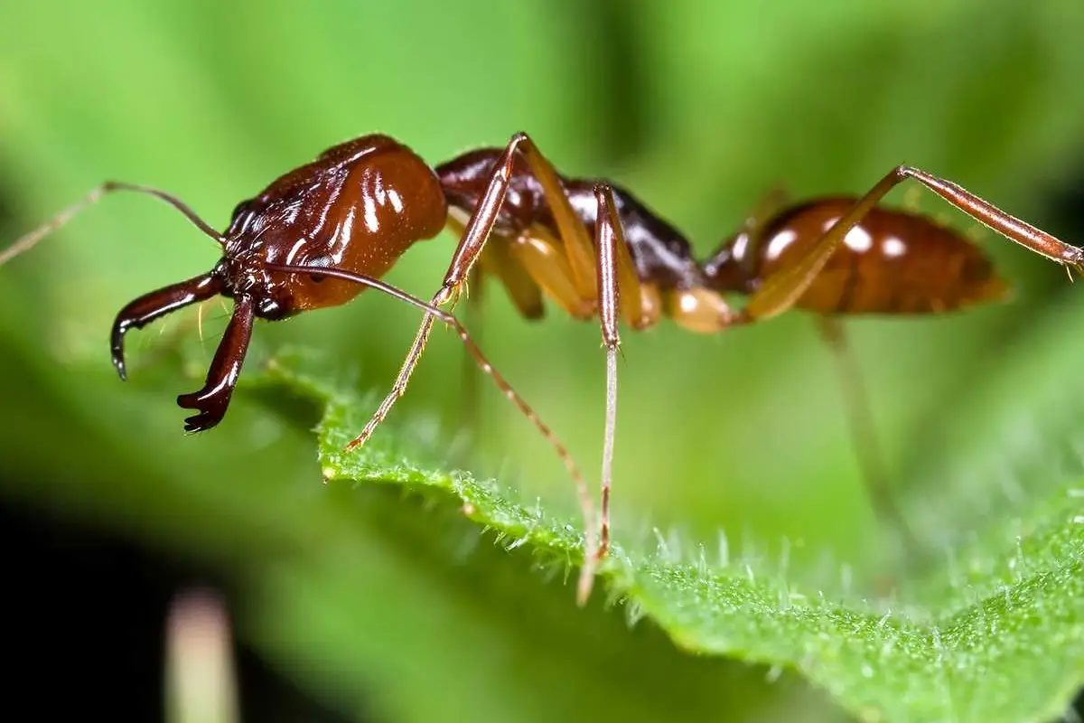 تفسير رؤية النمل في المنام … في مواضع مختلفة