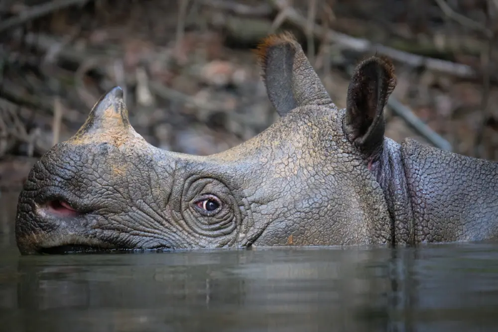 dry rhinoceros