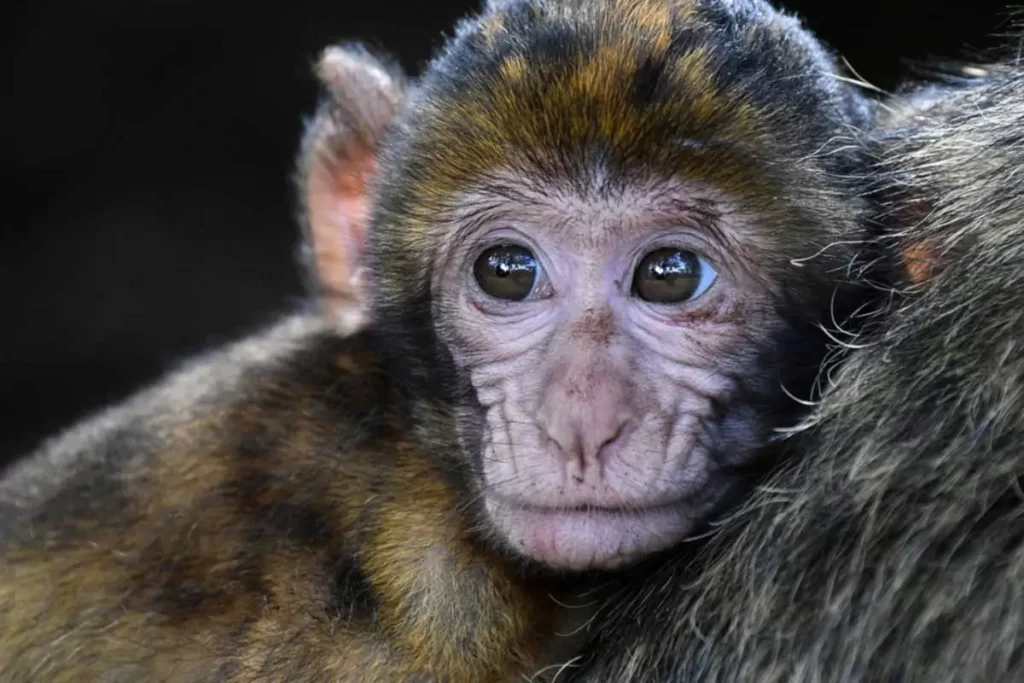 3 – متلازمة شبه داون لدى القرود