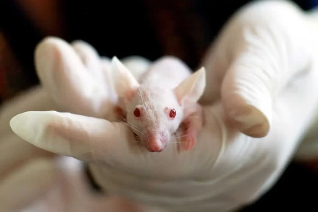 5 – متلازمة داون عند الفئران