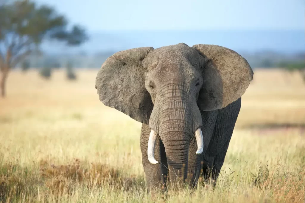 الفيل الإفريقي