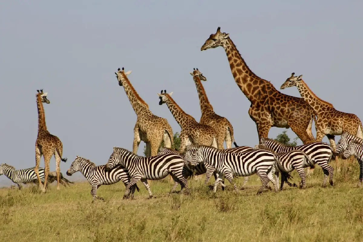 أشهر حيوانات السافانا الإفريقية … أكثر من 15 نوع مع الصور
