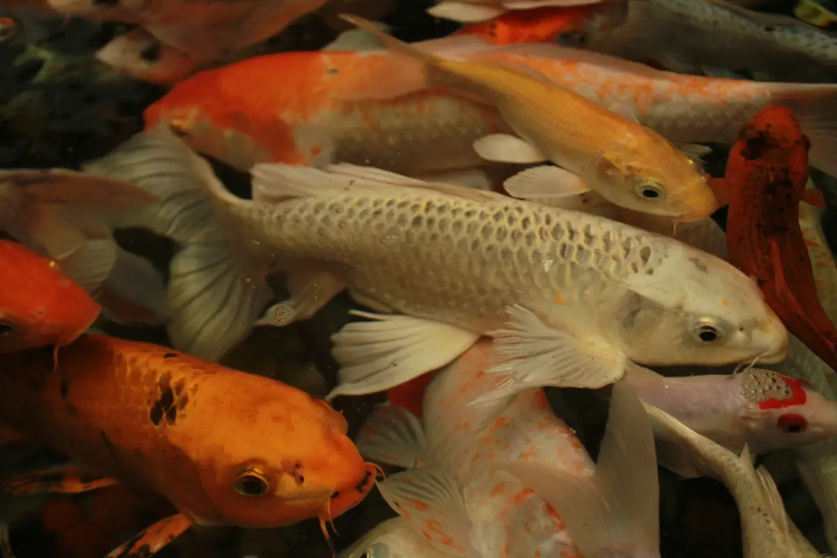فوائد سمك البياض – تعرف على أهم فوائد هذا السمك المذهل!