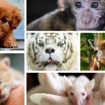 متلازمة داون عند الحيوانات – لا تصاب الحيوانات بمتلازمة داون