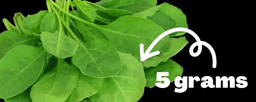 15 – السبانخ Spinach