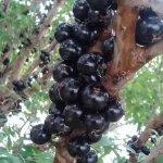 ثمار العنب البرازيلي