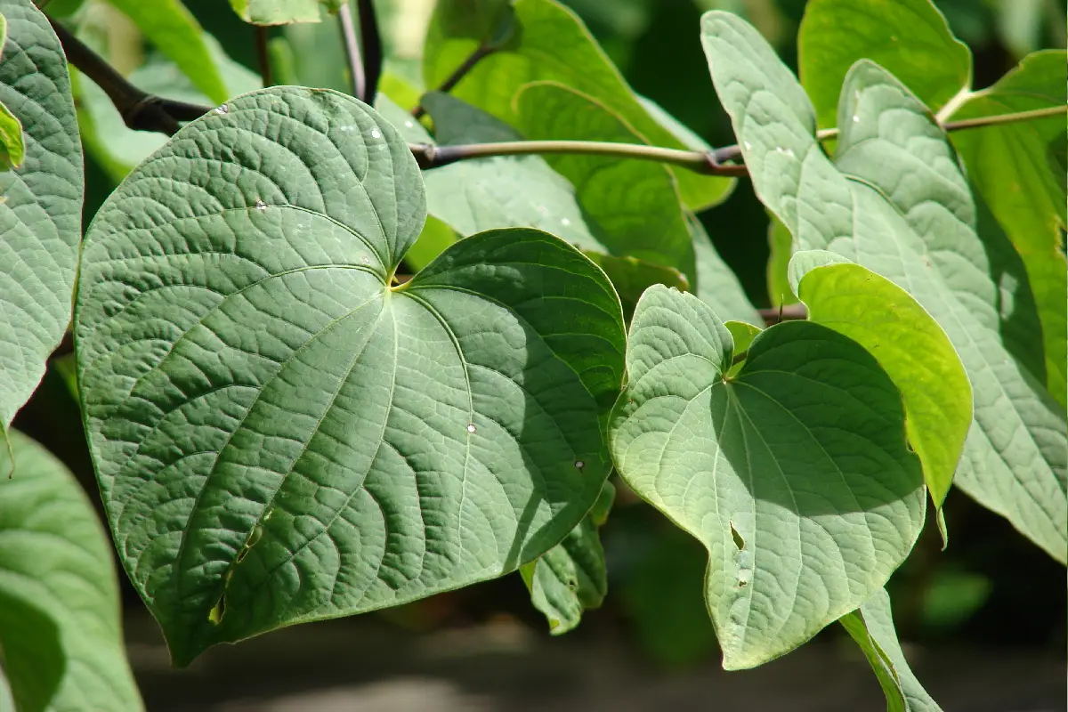 عشبة الكافا … بديل طبيعي لعلاج العديد من الأمراض