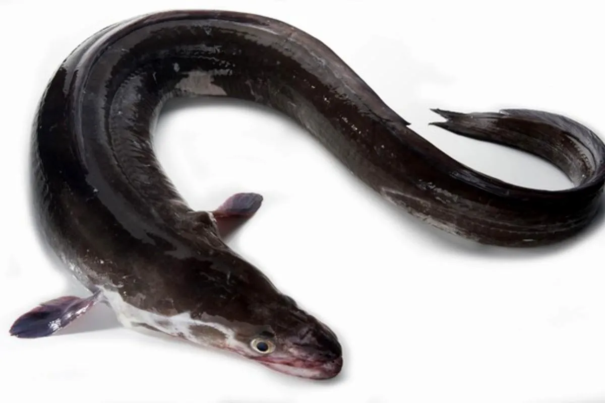 فوائد سمك الحنكليس – مصدر للأوميغا 3 ولكنه يحتوي مادة سامة!