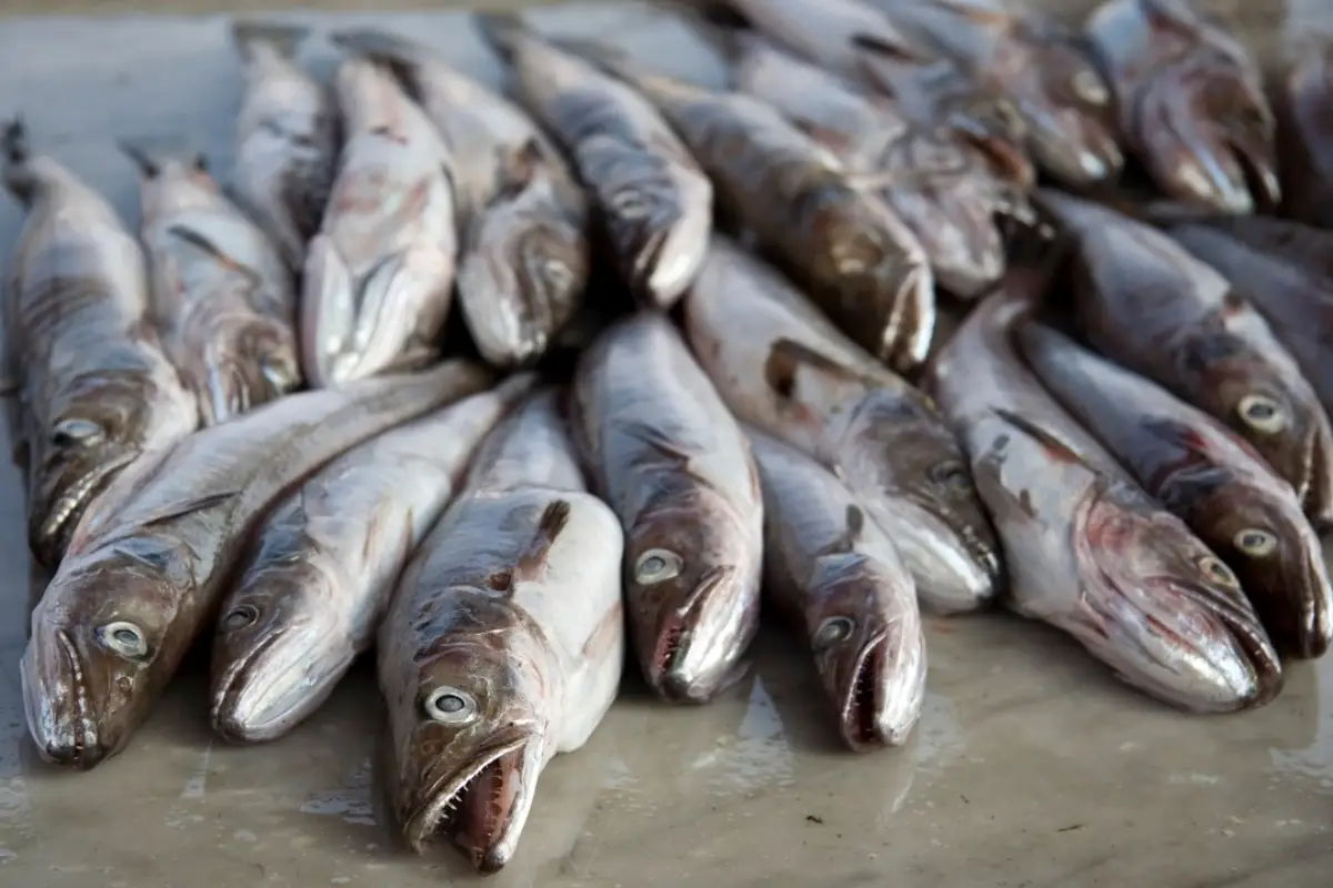 فوائد سمك الكنعد … تعرف على أهم 9 فوائد وحقائق غذائية رائعة