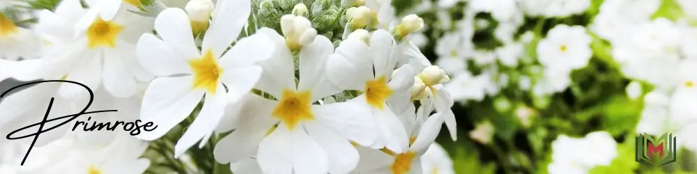 1 – زهرة الربيع Primrose