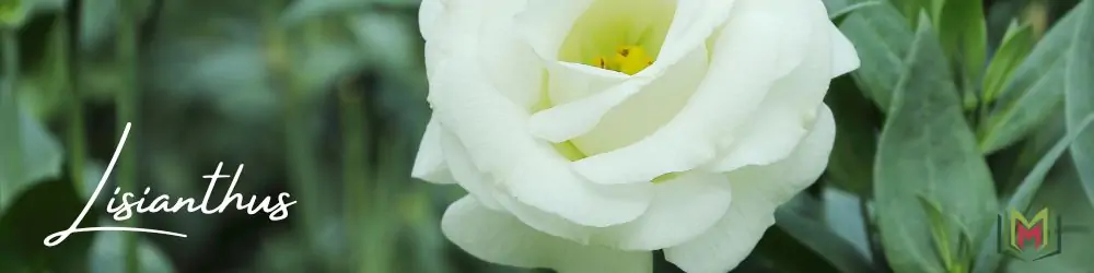 11 – أزهار ليزيانثوس البيضاء White Lisianthus Flowers