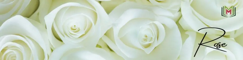 15 – الورد الأبيض White Rose