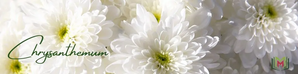 35 – الأقحوان Chrysanthemum