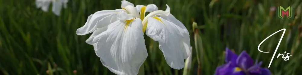 40 – السوسن Iris