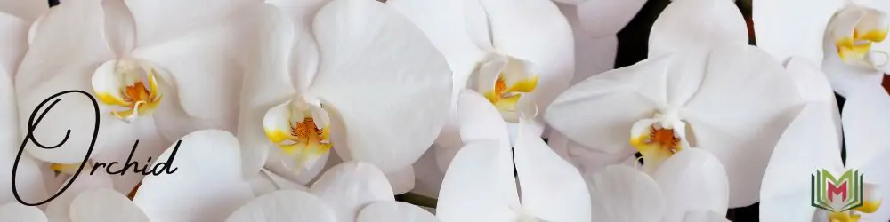 44 – الأوركيد Orchid