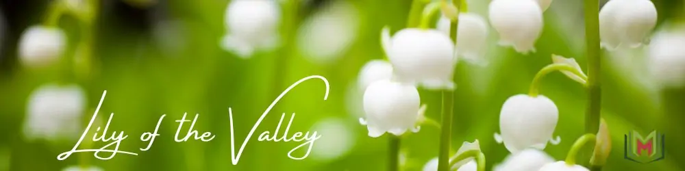 45 – زنبق الوادي Lily of the valley