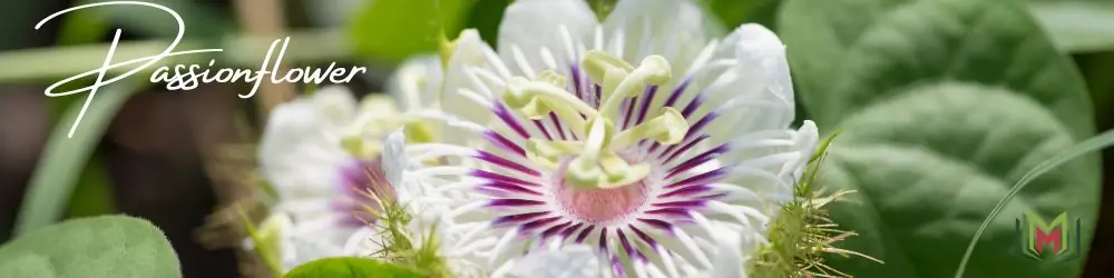 5 – زهرة العاطفة أو زهرة الألم Passionflower