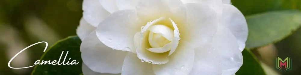 50 – الكاميليا Camellia