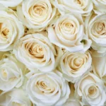 أنواع الأزهار البيضاء ومعانيها – 50 زهرة بيضاء مذهلة