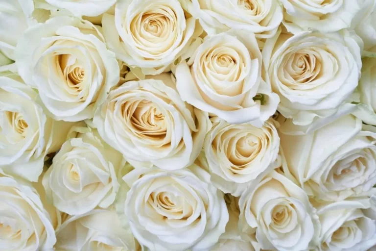 أنواع الأزهار البيضاء ومعانيها – 50 زهرة بيضاء مذهلة
